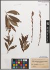 Foto von Salix caprea L. x Salix purpurea L.
